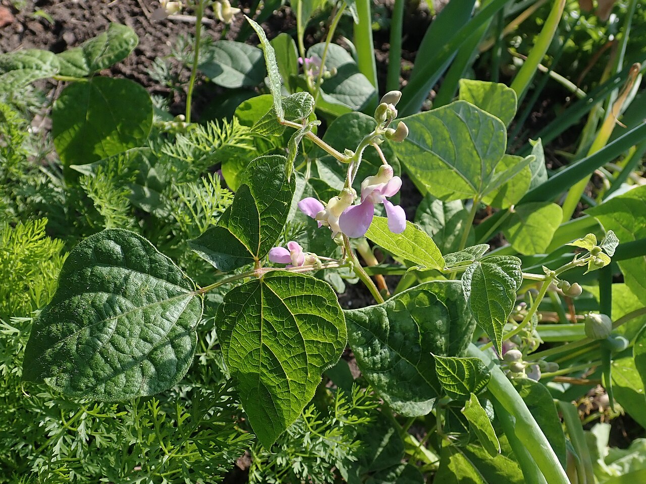 초록 잎 사이로 연분홍 꽃이 여러 송이 피어 있어요. 아직 안 핀 흰 몽우리도 함께 보여요.