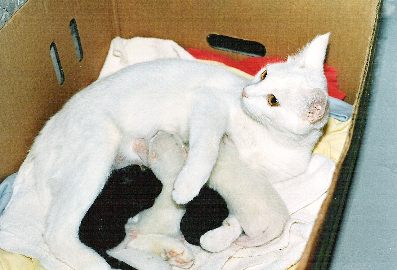상자 안 흰 고양이가 검은 새끼 둘, 흰 새끼 하나에게 젖을 먹인다.